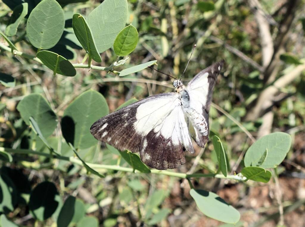 Caper White Butterfly (Belenois java teutonia) on the Caper Bush (Capparis spinosa var. nummularia)