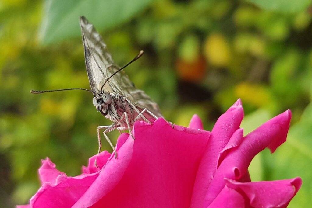 Caper White Butterfly (Belenois java teutonia) on rose, Alice Springs NT
