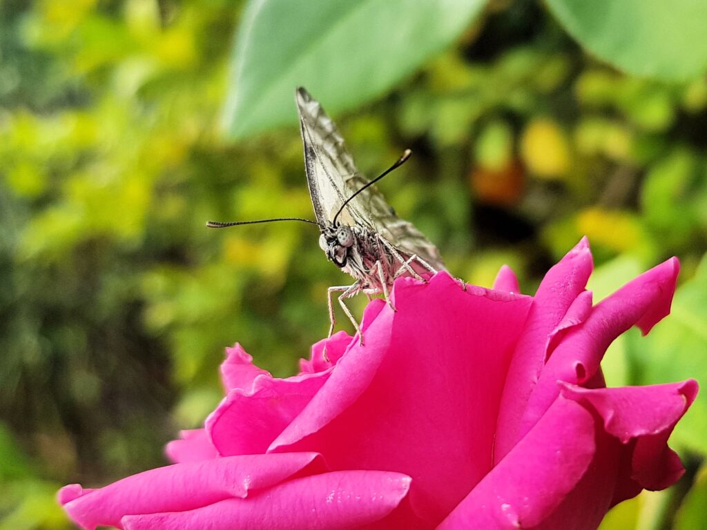 Caper White Butterfly (Belenois java teutonia) on rose, Alice Springs NT