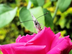 Caper White Butterfly (Belenois java teutonia) on rose, Alice Springs NT