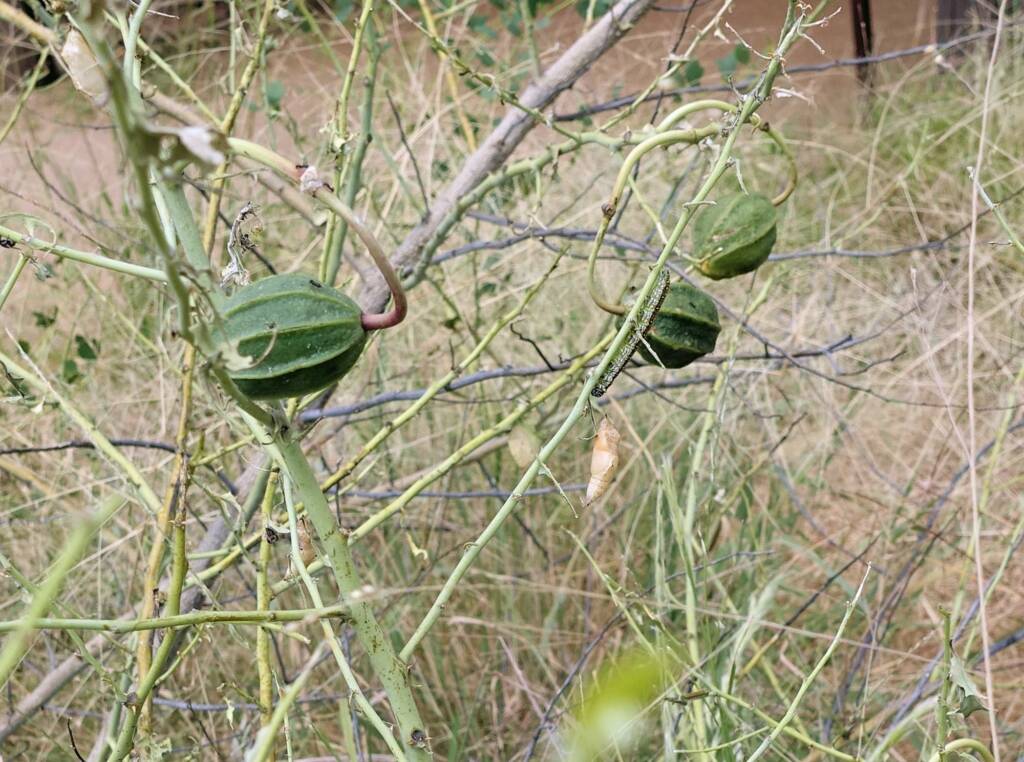 Caper Bush (Capparis spinosa var. nummularia) denuded of leaves