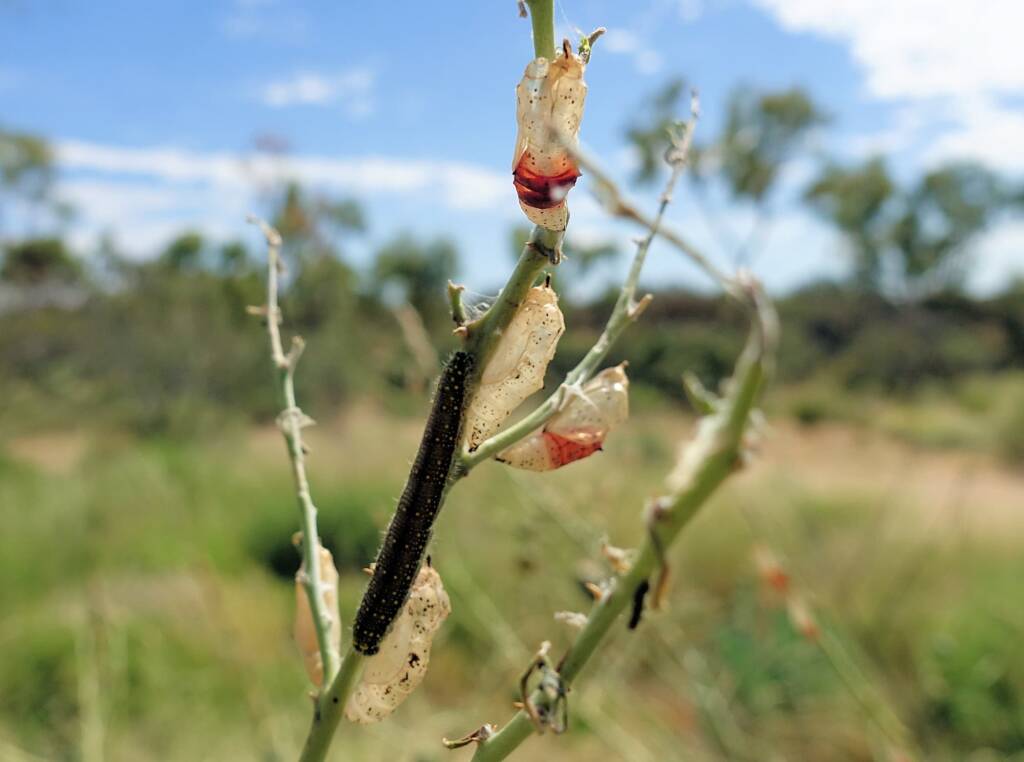 Caterpillar (Belenois java teutonia) and empty chrysalis cases