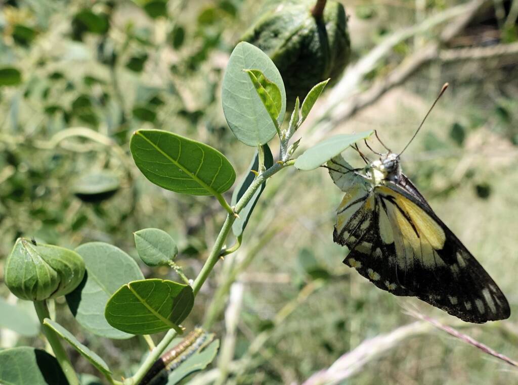 Caper White Butterfly (Belenois java teutonia) laying their eggs on the Caper Bush (Capparis spinosa var. nummularia)