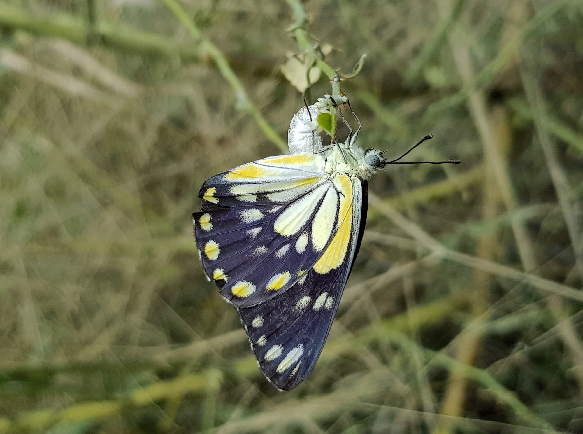 Caper White Butterfly (Belenois java teutonia) laying their eggs on the Caper Bush (Capparis spinosa var. nummularia)