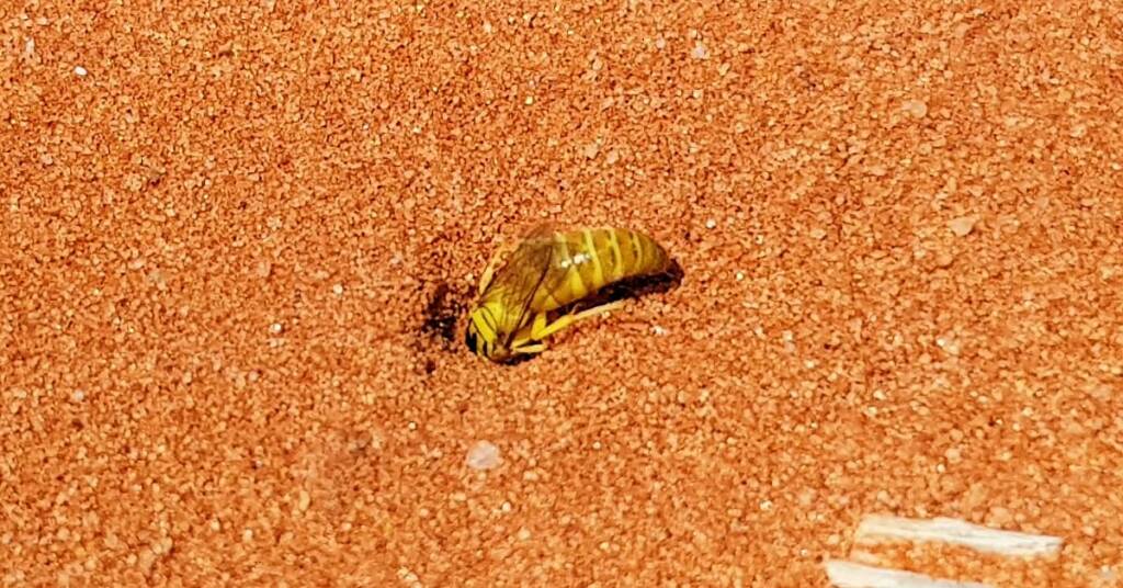 Sand Wasp (subfamily Bembicinae), Alice Springs, NT