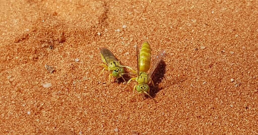 Sand Wasp (subfamily Bembicinae), Alice Springs, NT