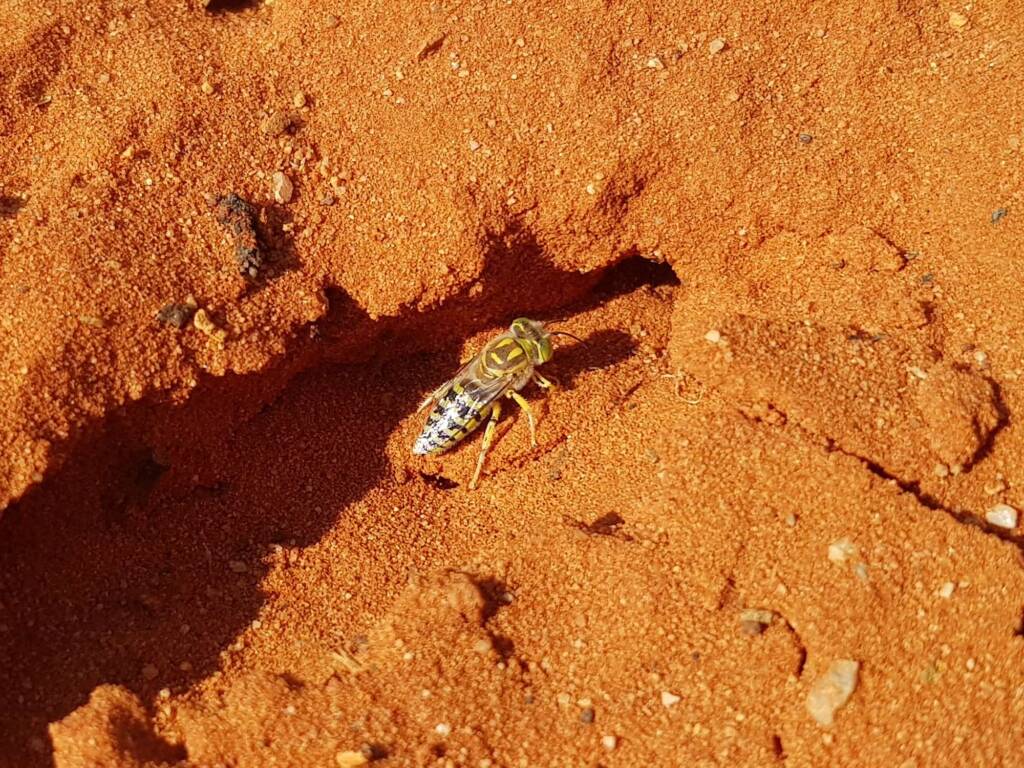 Genus Bembix (Sand Wasp), Alice Springs Desert Park NT