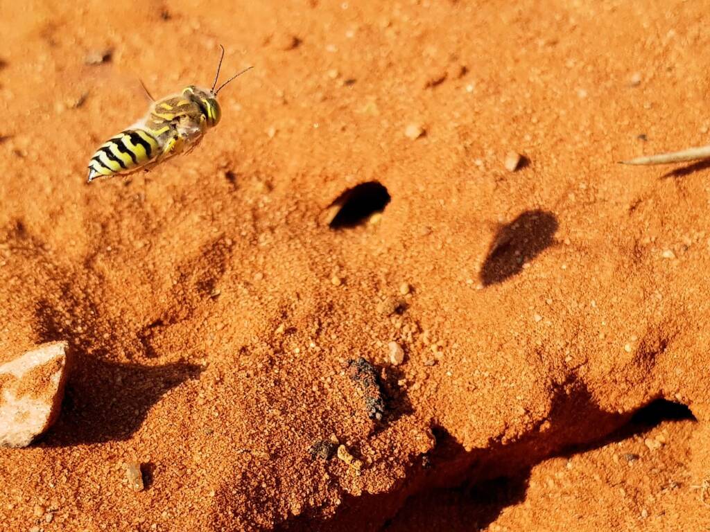 Genus Bembix (Sand Wasp), Alice Springs Desert Park NT