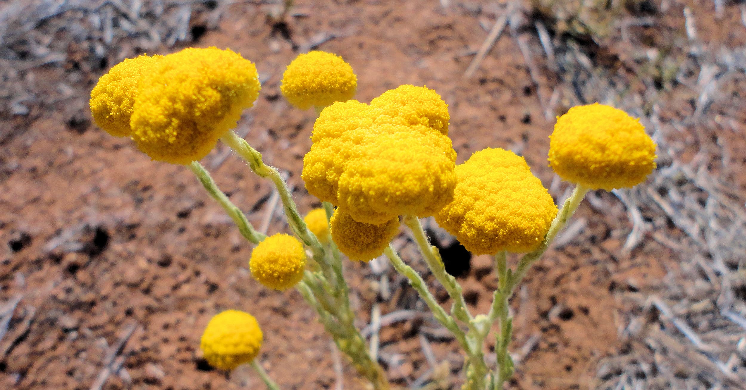 Yellow Billy Buttons (Genus Calocephalus), Central Australia, NT