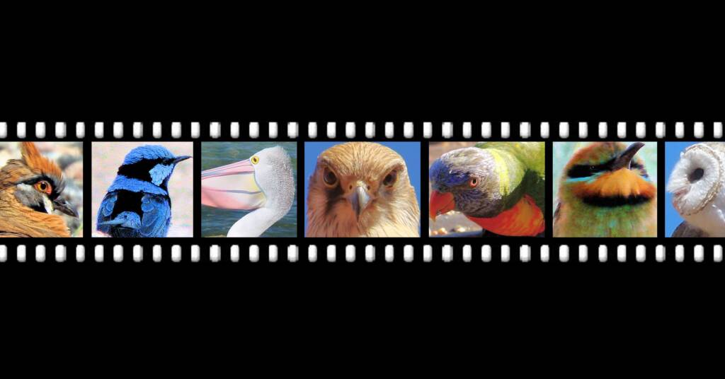 Birds - Ausemade filmstrip