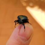 Bisallardiana (family Scarabaeodae) Beetle, Alice Springs NT
