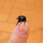 Bisallardiana (family Scarabaeodae) Beetle, Alice Springs NT