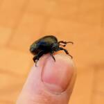 Bisallardiana (family Scarabaeodae) Beetle, Alice Springs NT
