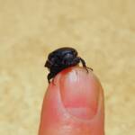 Bisallardiana (family Scarabaeodae) Beetle, Alice Springs NT