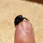 Bisallardiana (family Scarabaeodae) Beetle, Alice Springs NT