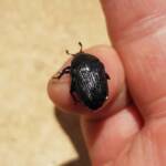 Bisallardiana (family Scarabaeodae) Beetle, Alice Springs NT