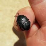 Bisallardiana (family Scarabaeodae) Beetle, Alice Springs NT
