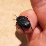 Bisallardiana (family Scarabaeodae) Beetle, Alice Springs NT