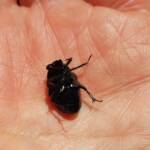 Bisallardiana (family Scarabaeodae) Beetle, Alice Springs NT