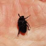 Bisallardiana (family Scarabaeodae) Beetle, Alice Springs NT