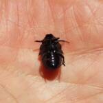 Bisallardiana (family Scarabaeodae) Beetle, Alice Springs NT