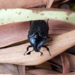 Bisallardiana sp (Flower Chafer Beetle), Alice Springs NT