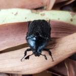Bisallardiana sp (Flower Chafer Beetle), Alice Springs NT