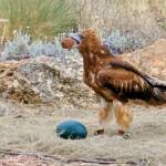 Black-breasted Buzzard (Hamirostra melanosternon), Alice Springs Desert Park
