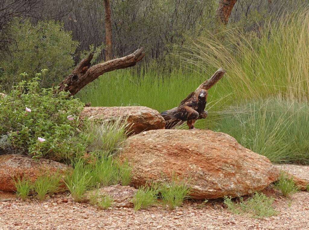 Black-breasted Buzzard (Hamirostra melanosternon) - Birds of Prey Show, Alice Springs Desert Park