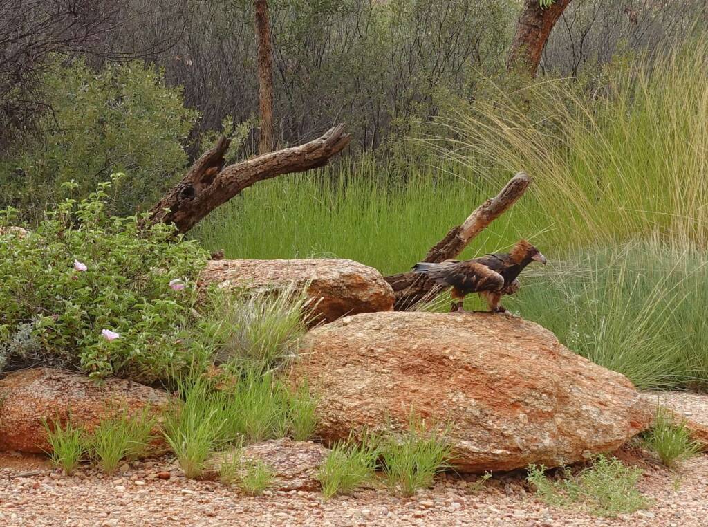 Black-breasted Buzzard (Hamirostra melanosternon) - Birds of Prey Show, Alice Springs Desert Park
