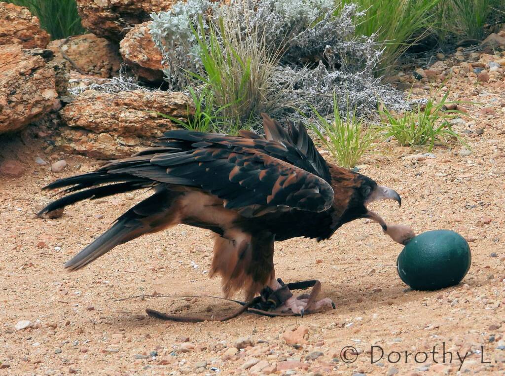 Black-breasted Buzzard (Hamirostra melanosternon) - Free-flying Birds Show, Alice Springs Desert Park
