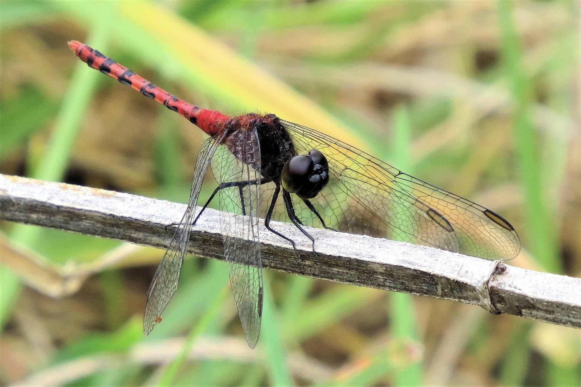 Male Diplacodes melanopsis (Black-faced Percher), Wandella NSW © Deb Taylor