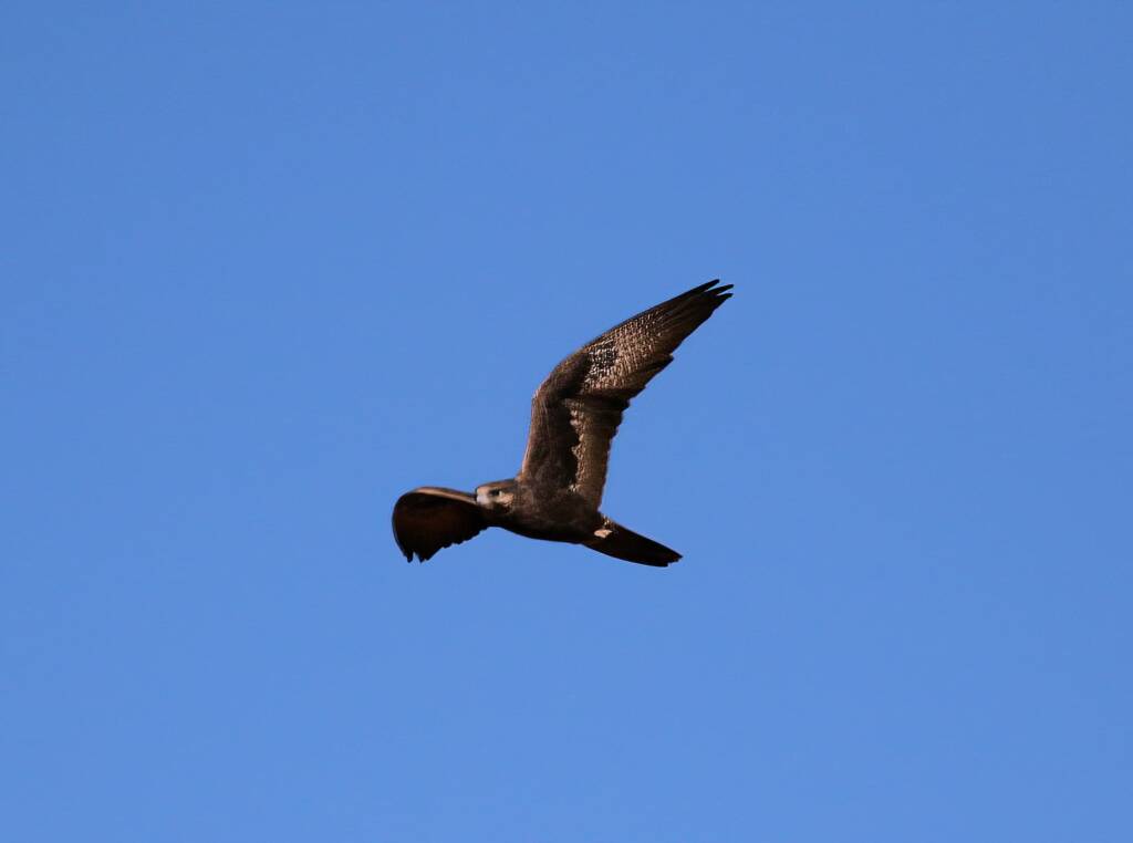 Outline of the Black Falcon (Falco subniger), Central Australia
