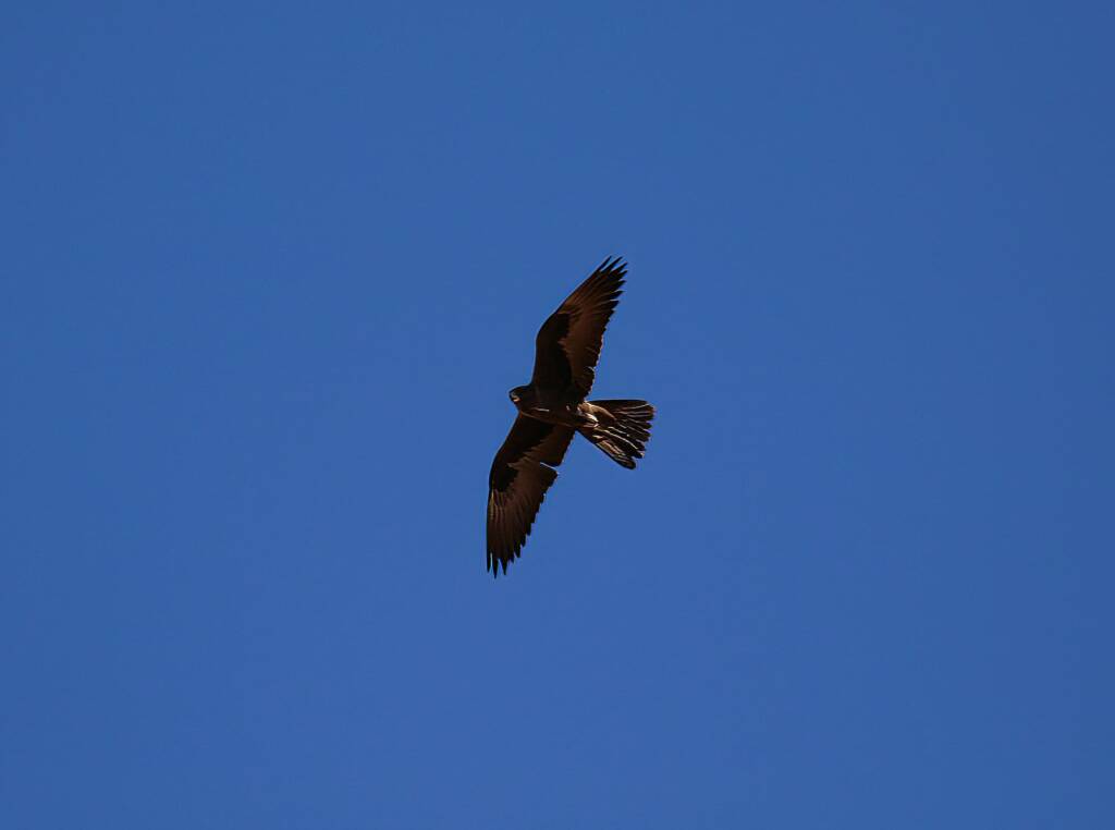 Outline of the Black Falcon (Falco subniger), Central Australia