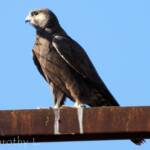 Black Falcon (Falco subniger), Central Australia