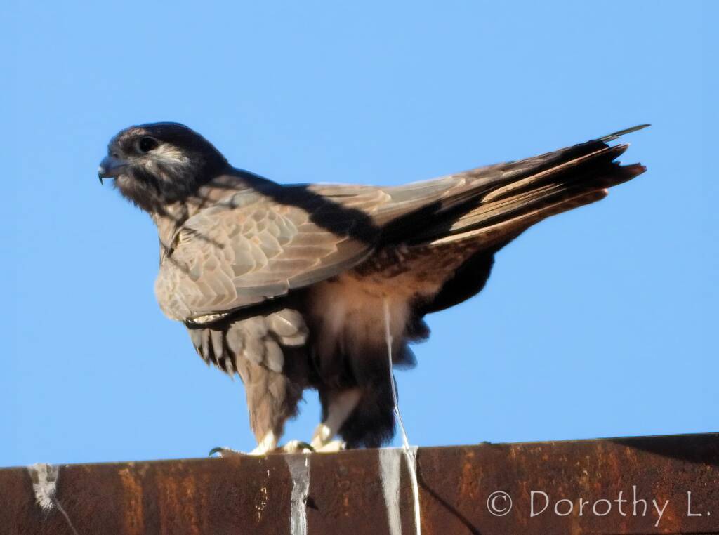 Black Falcon (Falco subniger), Central Australia