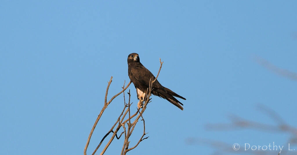 Black Falcon (Falco subniger)