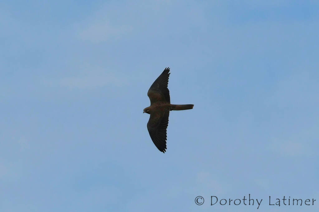 Black Falcon (Falco subniger) © Dorothy Latimer