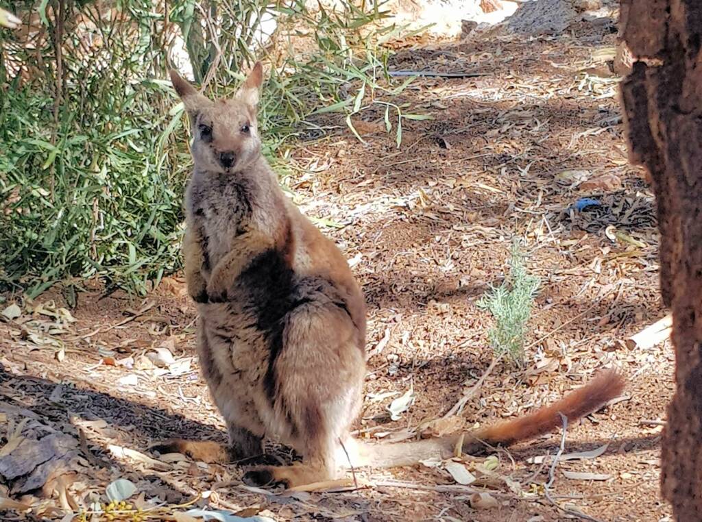 MacDonnell Range Rock-wallaby (Petrogale lateralis subsp.) (MacDonnell Ranges)