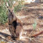 MacDonnell Range Rock-wallaby (Petrogale lateralis subsp.) (MacDonnell Ranges)
