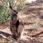 MacDonnell Range Rock-wallaby (Petrogale lateralis subsp.) (MacDonnell Ranges)