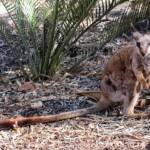 MacDonnell Range Rock-wallaby (Petrogale lateralis subsp.) (MacDonnell Ranges)
