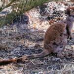 MacDonnell Range Rock-wallaby (Petrogale lateralis subsp.) (MacDonnell Ranges)