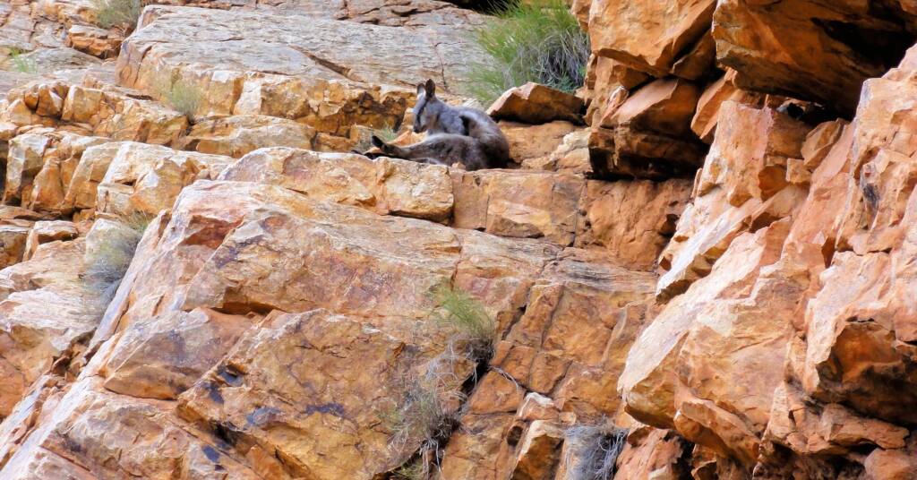Black-footed Rock Wallaby, Ormiston Gorge