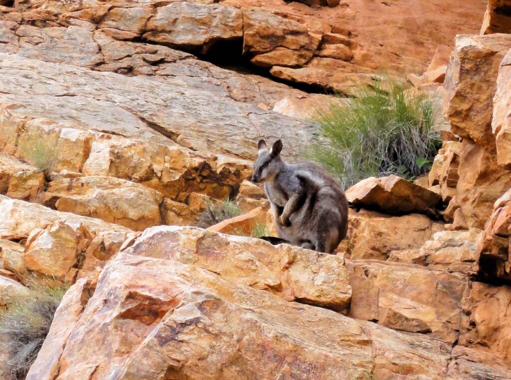 Black-footed Rock Wallaby, Ormiston Gorge