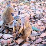 Black-footed Rock Wallaby (Petrogale lateralis)