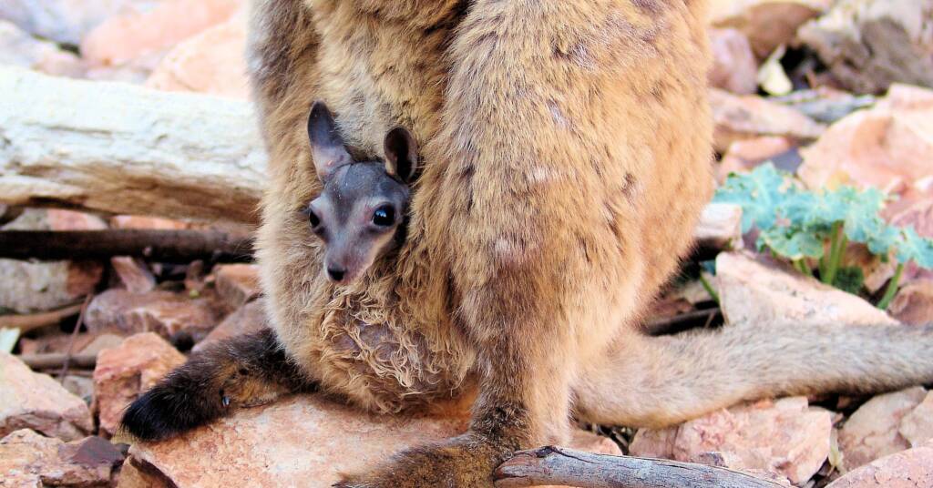 Black-footed Rock Wallaby (Petrogale lateralis)