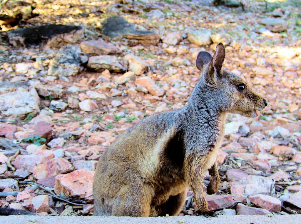 Black-footed Rock Wallaby (Petrogale lateralis)