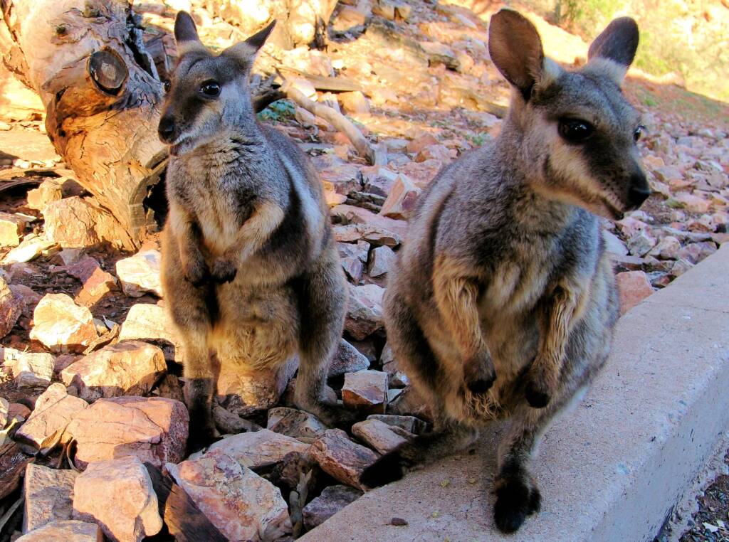 Black-footed Rock Wallaby (Petrogale lateralis), East MacDonnell Ranges, Alice Springs NT