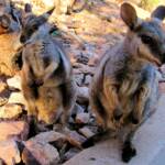 Black-footed Rock Wallaby (Petrogale lateralis), East MacDonnell Ranges, Alice Springs NT
